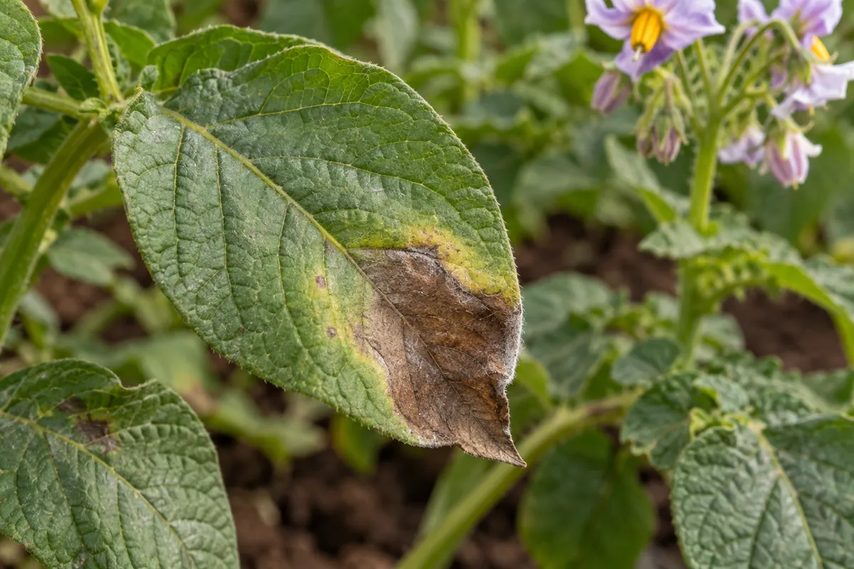 Mildiou de la pomme de terre : revers d’une feuille atteinte avec duvet blanc autour d’une tache brune